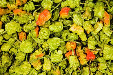 《最后的生还者2》使用Mod 能杀死艾比或拯救乔尔吗？